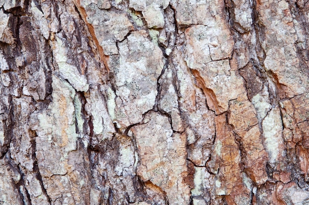 Hölzerne Beschaffenheit - Detail des Stammes eines Baums