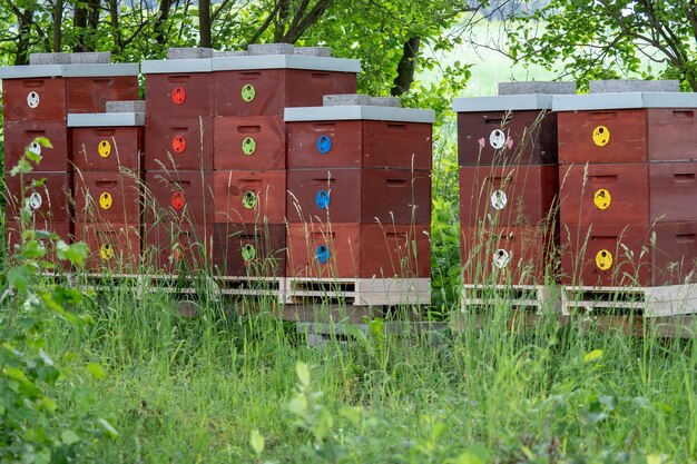 Hölzerne Bienenstöcke Bienenstöcke in der Natur Imkereikonzept