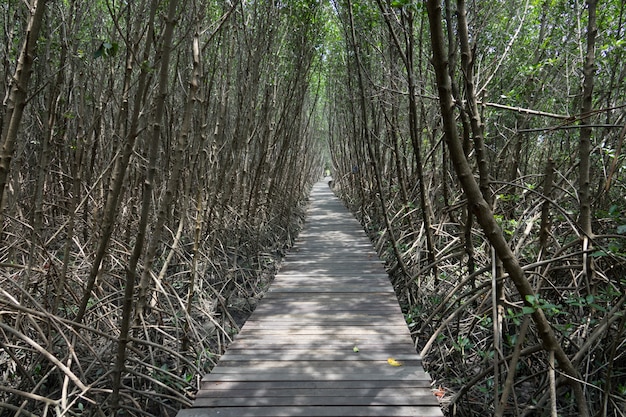 Hölzerne Plattenwegweise in der Natur am Golf in Thailand