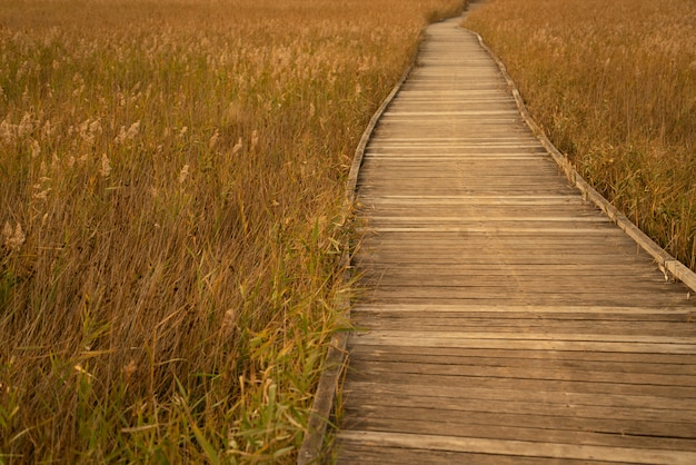 Hölzerne Promenade, die durch Gras überschreitet