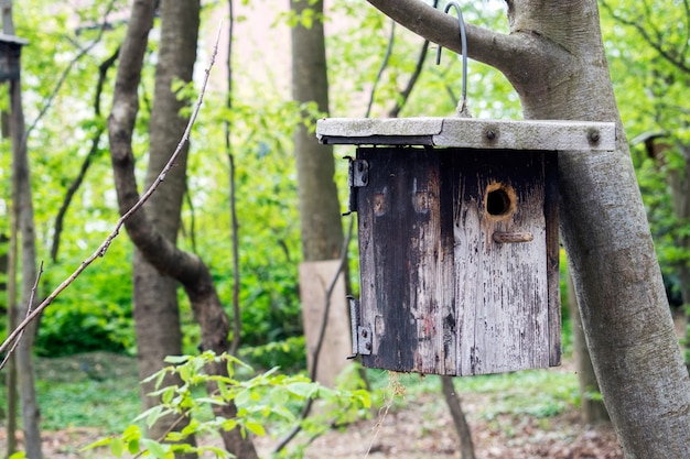 Foto hölzerne vogelhäuschen hängen auf einem baum hintergrund