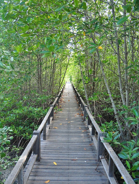 Hölzerne Wegweise unter dem Mangrovenwald, Thailand