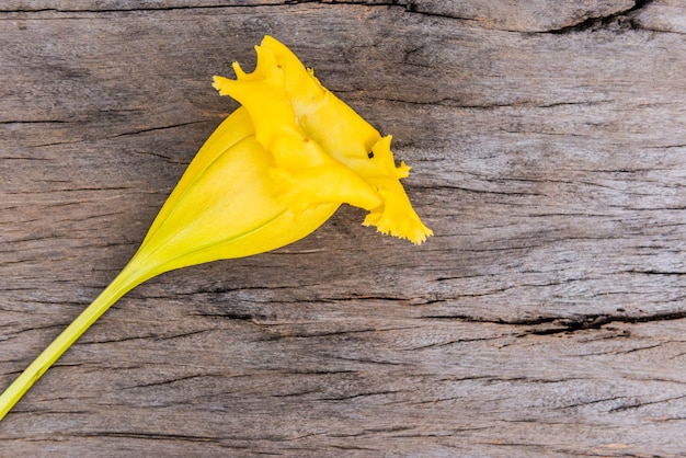 Hölzerner Beschaffenheitshintergrund mit gelber Blume