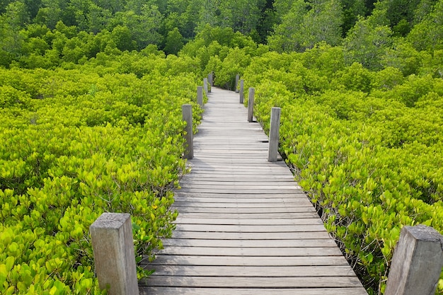 hölzerner Gehweg im Wald