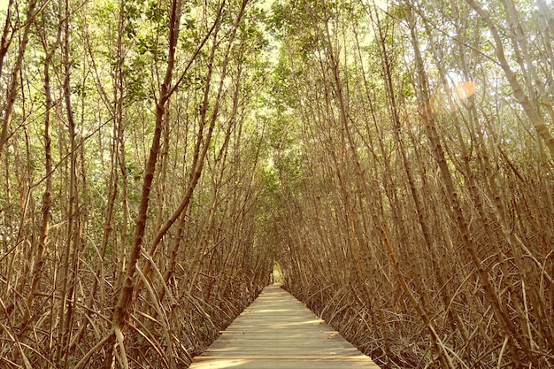 Hölzerner gerader Gehweg im Mangrovenwald