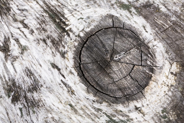 Foto hölzernes baumbeschaffenheitsmuster mit astrachan