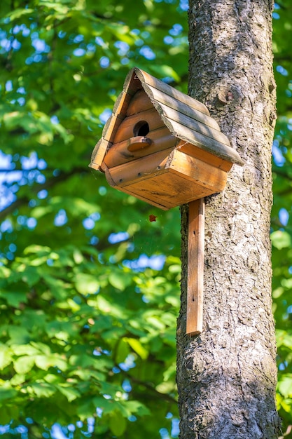 Hölzernes Vogelhaus auf einem Baum im Wald und im Park, nah oben. Kiew, Ukraine