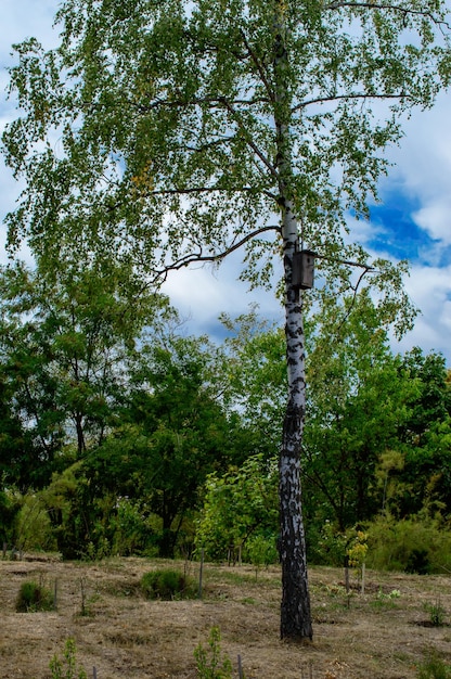 Hölzernes Vogelhaus oder Feeder, das an der Birke in einem Park befestigt ist. Vögel sind auf dem Weg zum nächsten f