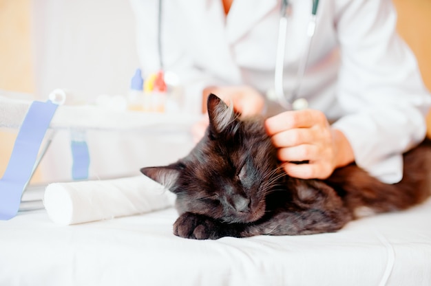 Hörender Tierarzt eine Katze beim Handeln der Überprüfung an der Klinik