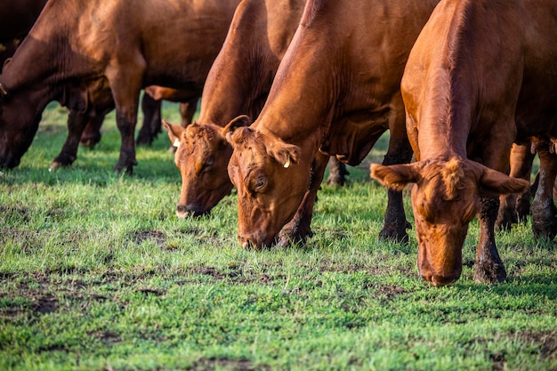 Hörte von Kühen auf der Weide, die Gras fraßen