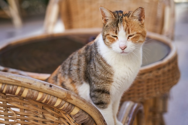 Hofkatze sitzt auf einem Stuhl im Hof