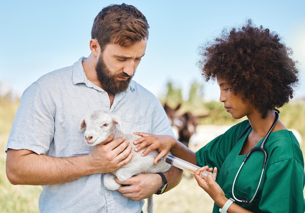 Hoftierärztin und Frau, die einem Schaf auf einem Viehfeld in der nachhaltigen Landschaft eine Injektion gibt Landwirtschaftliche Nachhaltigkeit und weibliche Tierärztin Beratung oder Untersuchung von Lammtieren