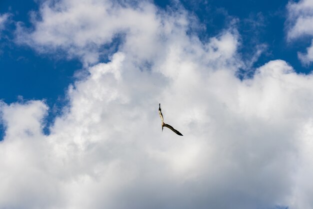 Hogar para cigüeñas migratorias en cielo soleado