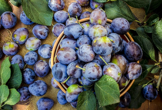 Hogar de ciruelas maduras para hacer mermelada. naturaleza.