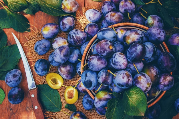 Hogar de ciruelas maduras para hacer mermelada. naturaleza.