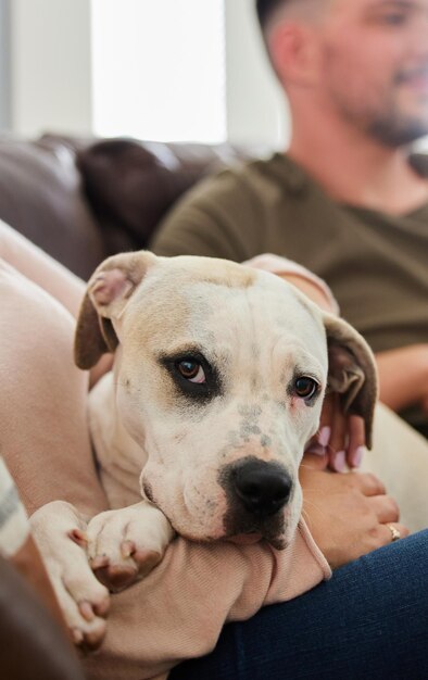 El hogar es donde tienes un regazo para acostarte Captura recortada de un perro sentado en casa con sus padres humanos