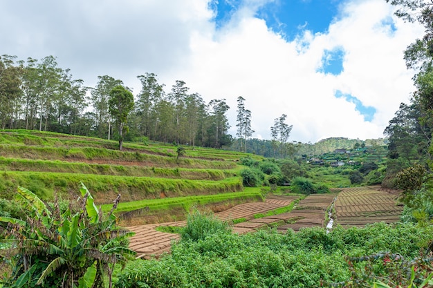 Hogar local en Sri Lanka. Un huerto verde con camas uniformes.