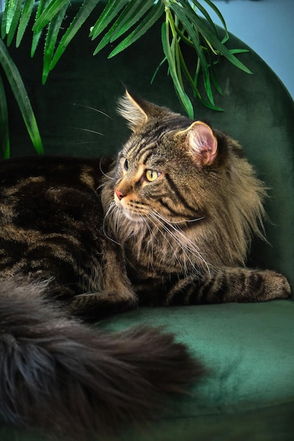 Hogar mascota lindo gato acostado en un interior verde con una palmera en una silla verde de terciopelo