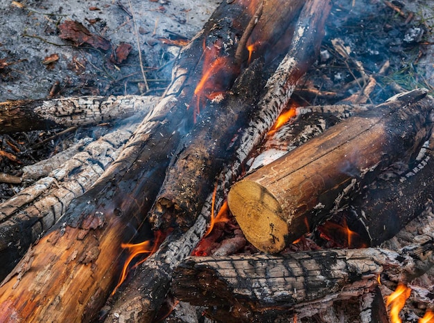 La hoguera arde en el bosque