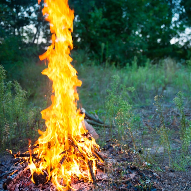 Hoguera en el bosque con llama de fuego grande