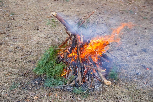 Hoguera de ramas de pino en el bosque de primavera