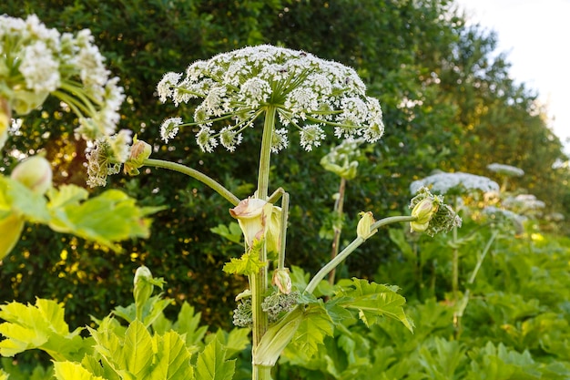 Hogweed es una planta de maleza venenosa en flor que crece en un campo abandonado