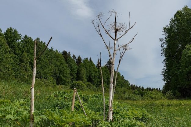 Hogweed trockener Stamm