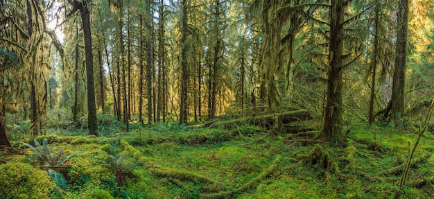 Hoh Rain Forest en el Parque Nacional Olympic, EE.