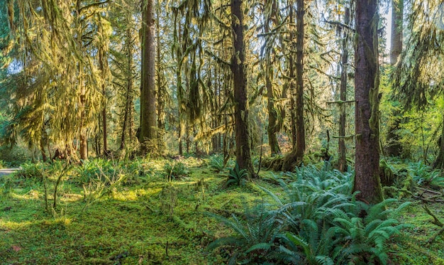 Hoh Rain Forest en el Parque Nacional Olympic Washington, EE.