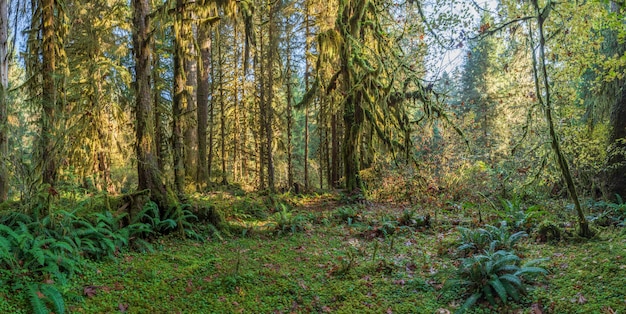 Hoh Rain Forest en el Parque Nacional Olympic Washington, EE.