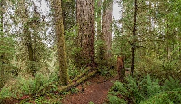 Hoh Rain ForestParque Nacional Olímpico EE. UU.