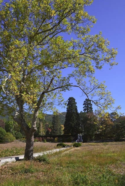 Hohe Bäume im Herbstpark