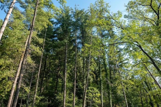 Hohe Bäume im Park im Frühherbst