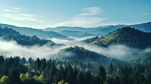 Hohe Bäume im Wald in den Bergen mit dem Nebel bedeckt