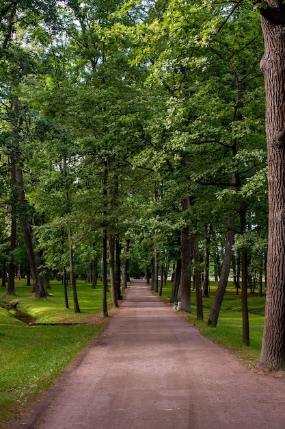 Hohe Bäume mit dichten Kronen bilden eine Tennisallee zum Spazierengehen im Park mit selektivem Fokus