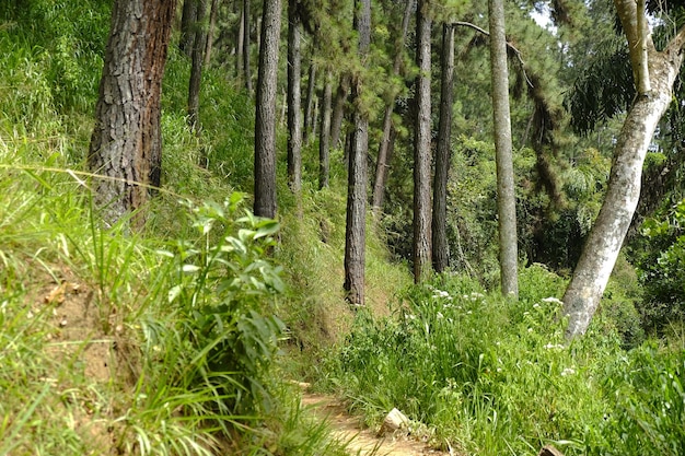 Hohe Bäume und Gras des tropischen Regenwaldes