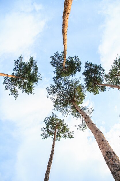 Hohe Bäume und Himmel