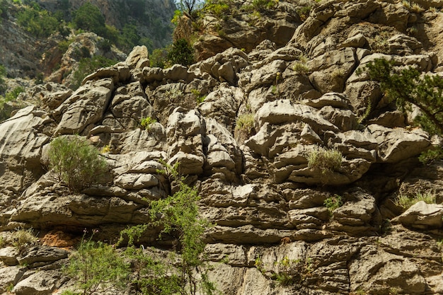 Hohe Berge und grüner Kiefernwald am Nachmittag im Sommer