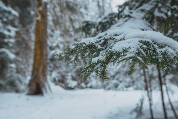 Hohe Berge unter Schnee im Winter