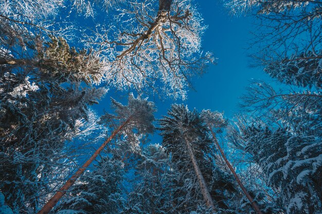 Hohe Berge unter Schnee im Winter