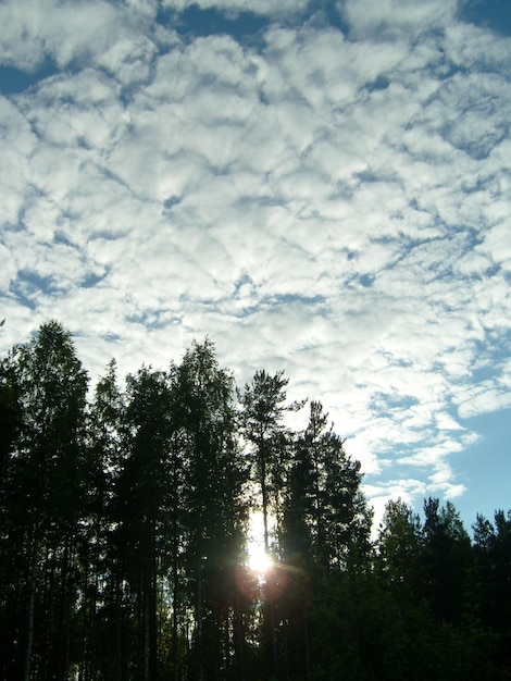 Hohe Cumulus- und Cirrocumulus-Wolken Sonnenuntergang Malerische Landschaft von Wald Himmel und Wolken Karelien Russland Die Sonne bricht durch die Kronen der Bäume