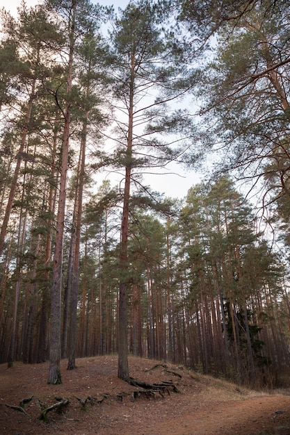 Hohe Fichte mit hervorstehenden Wurzeln im Wald. Pfad im Wald am Abend