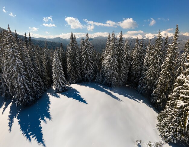 Hohe immergrüne Kiefern bedeckt mit frisch gefallenem Schnee im Winterbergwald an einem kalten, hellen Tag.