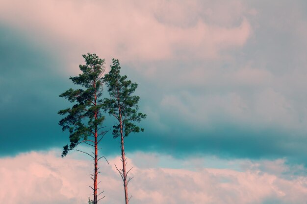 Hohe Kiefern gegen den bewölkten Himmel