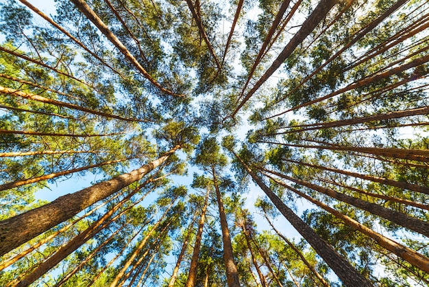 Hohe Kiefern im Wald