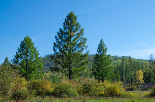 Hohe Lärchen inmitten der Büsche Wunderschöne Herbstlandschaft