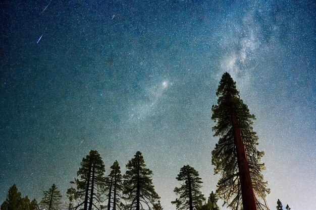 Hohe mächtige Sequoia-Waldbäume gegen blauen Himmel