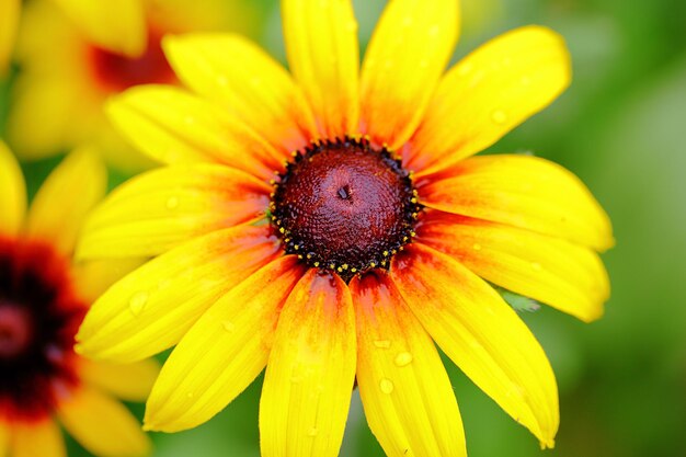 Foto hohe nahaufnahme einer gelben blume, die im park blüht