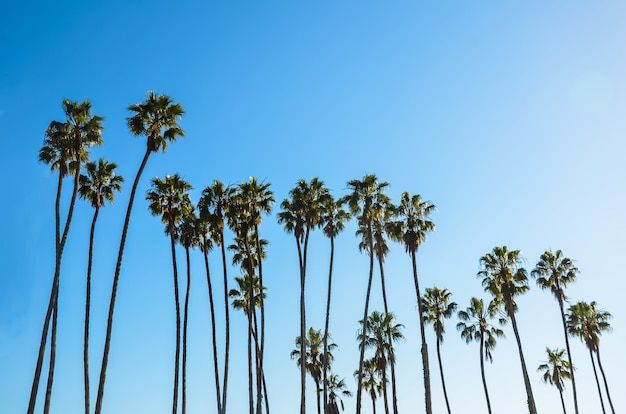 Foto hohe palmen kaliforniens auf dem blauen himmel