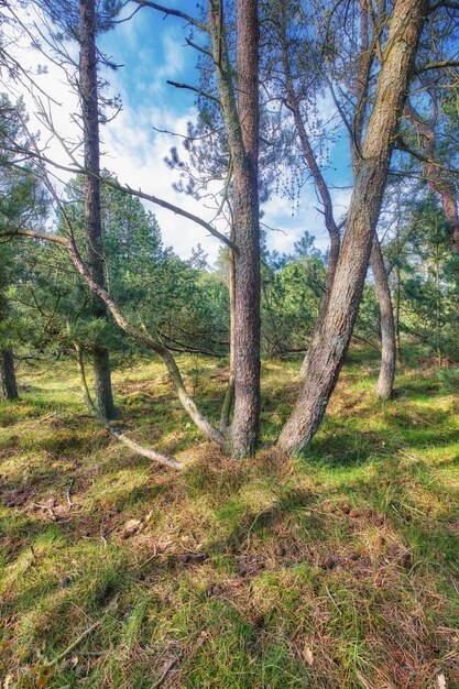 Hohe Pinien, die im Sommer in einem wilden Wald wachsen Landschaft aus grüner Vegetation mit Büschen und Sträuchern draußen in der Natur in einer abgelegenen und unkultivierten Umgebung an einem schönen sonnigen Tag